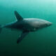 It's a shark eat shark world. Researchers find evidence that large sharks may be hunting each other.