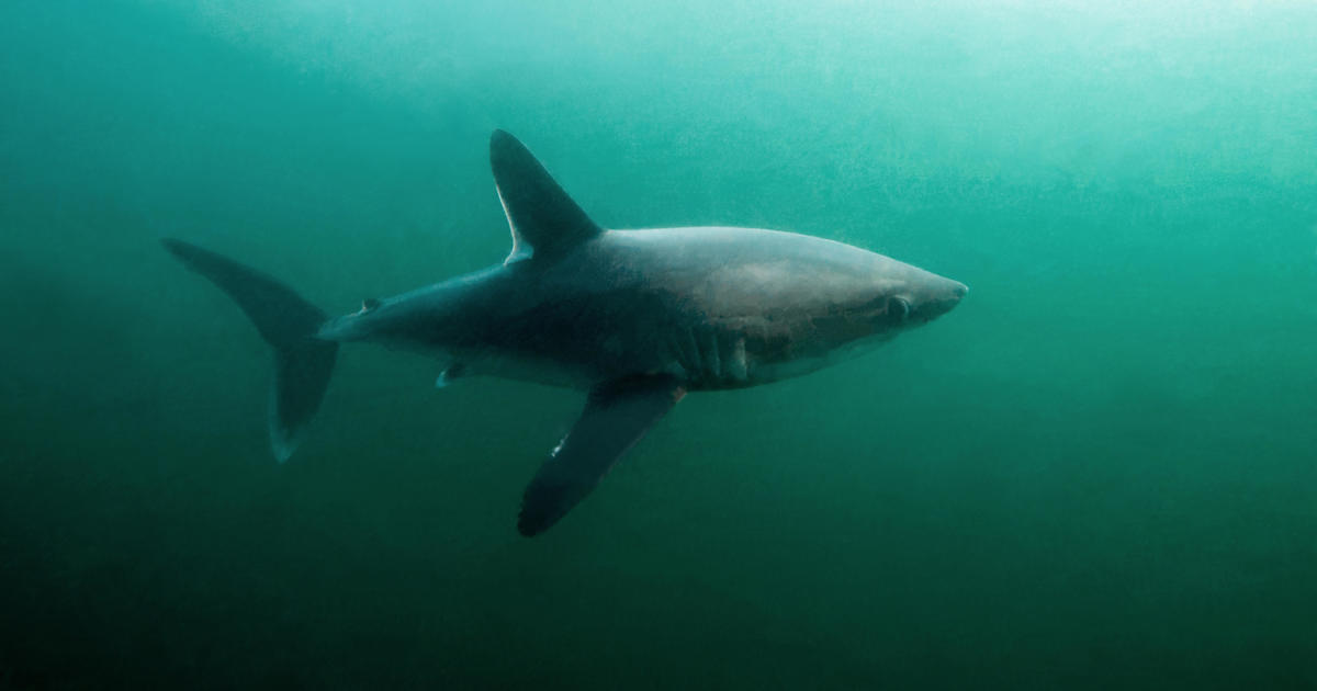 It's a shark eat shark world. Researchers find evidence that large sharks may be hunting each other.