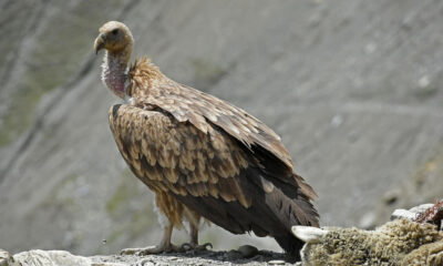 Painkiller used in cattle wiped out India's vultures, and scientists say that led to 500,000 human deaths