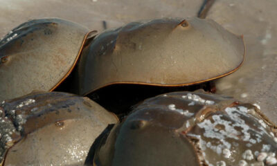 Horseshoe crabs: Ancient creatures who are a medical marvel