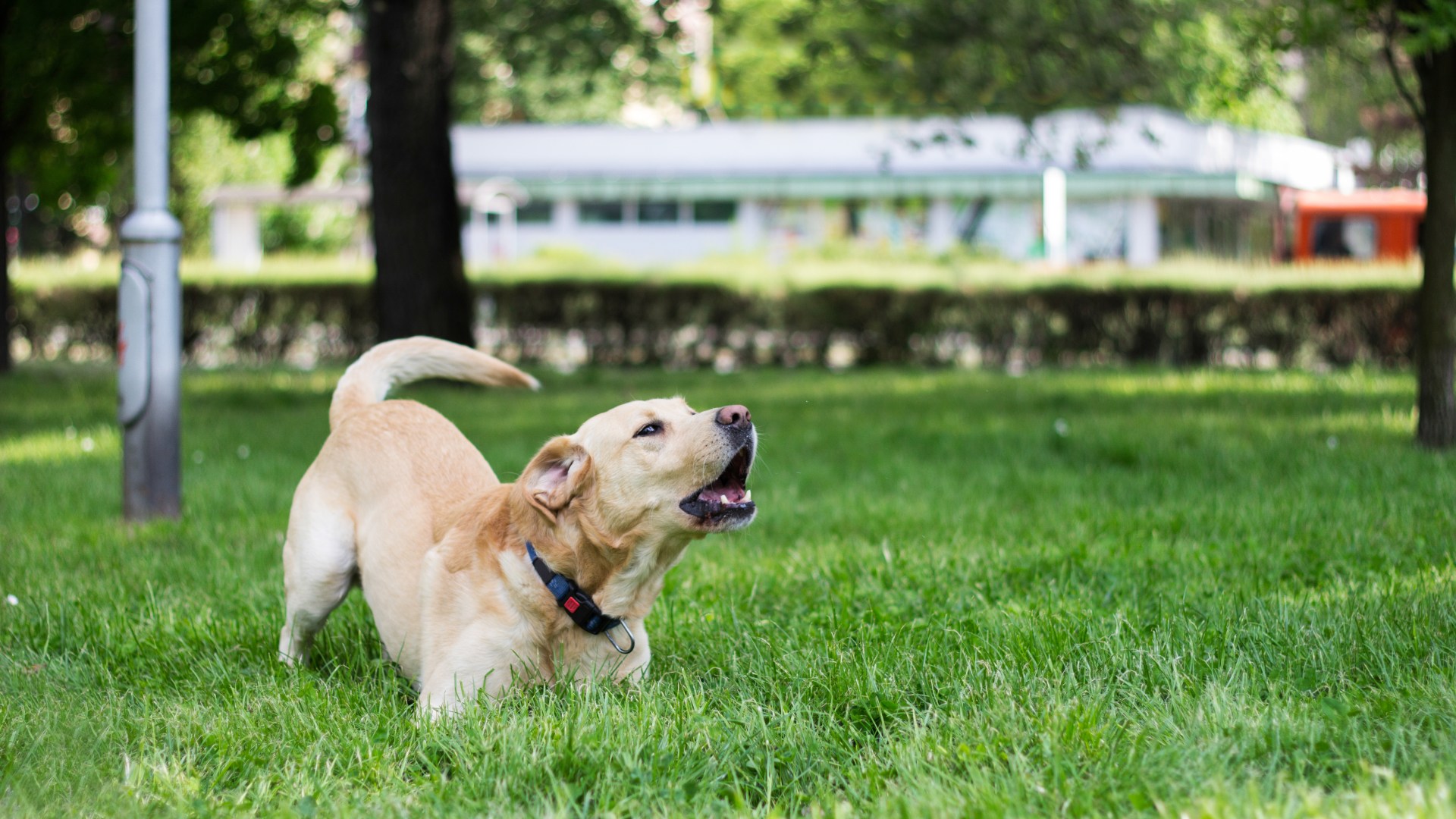 From growling Labrador to a house training a rabbit - your pet queries answered