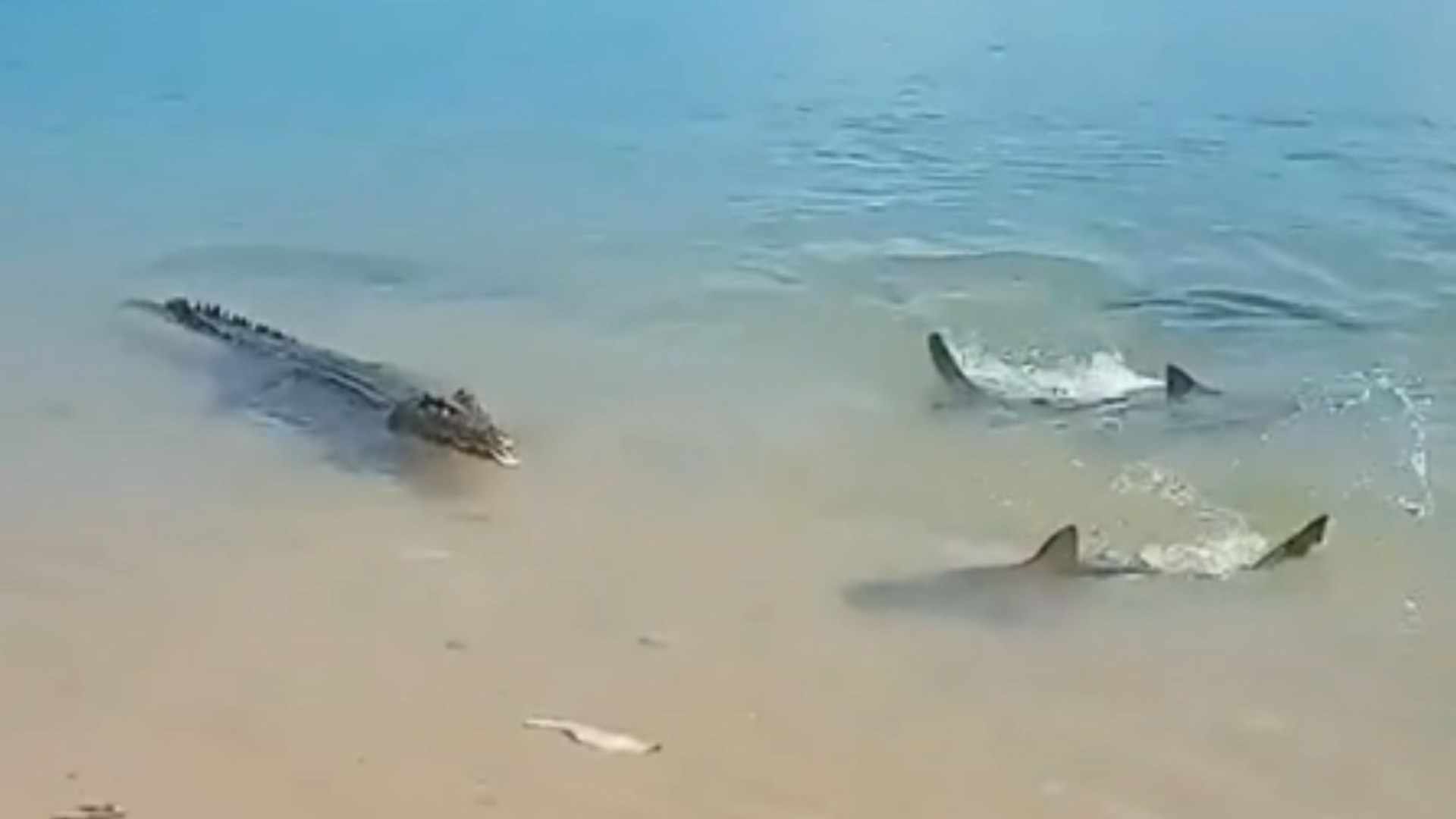 Watch horrifying moment crocodile takes on gang of SHARKS in brutal battle to be king of the beach