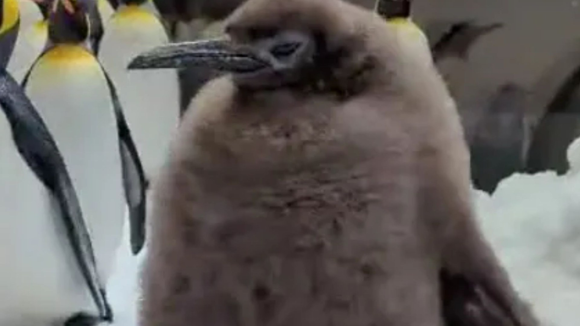 ‘World’s fattest penguin’ Pesto gobbles 25 fish a day, weighs nearly 50lbs…and has people flying 10,500 miles to see him