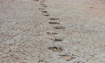 Matching dinosaur footprints found more than 3,700 miles apart, on different continents