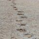 Matching dinosaur footprints found more than 3,700 miles apart, on different continents