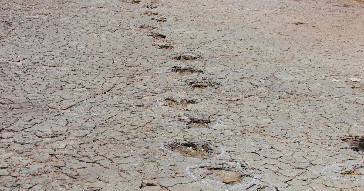 Matching dinosaur footprints found more than 3,700 miles apart, on different continents