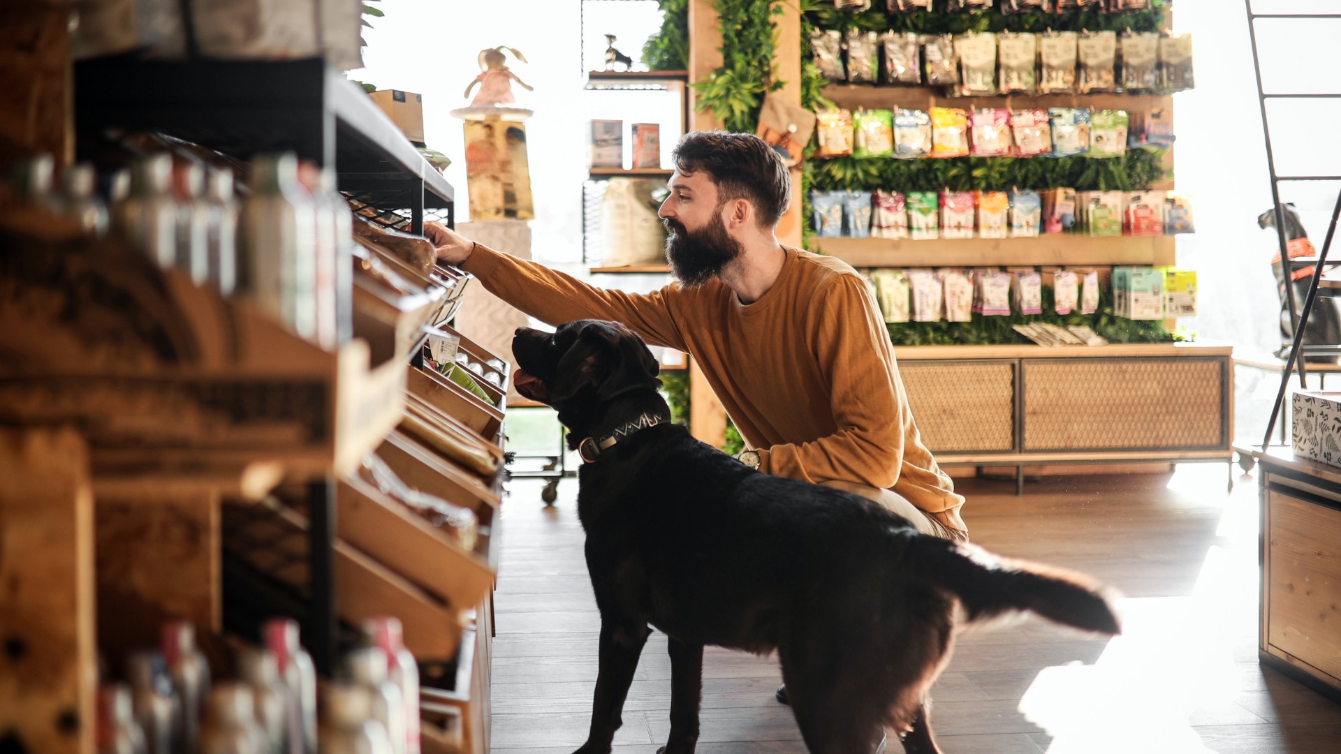 All the high street shops where dogs are allowed to enter - as many still BAN pets