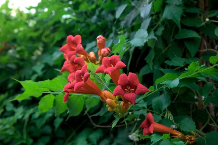 A close-up of a plant with bright red trumpet-shaped flowers