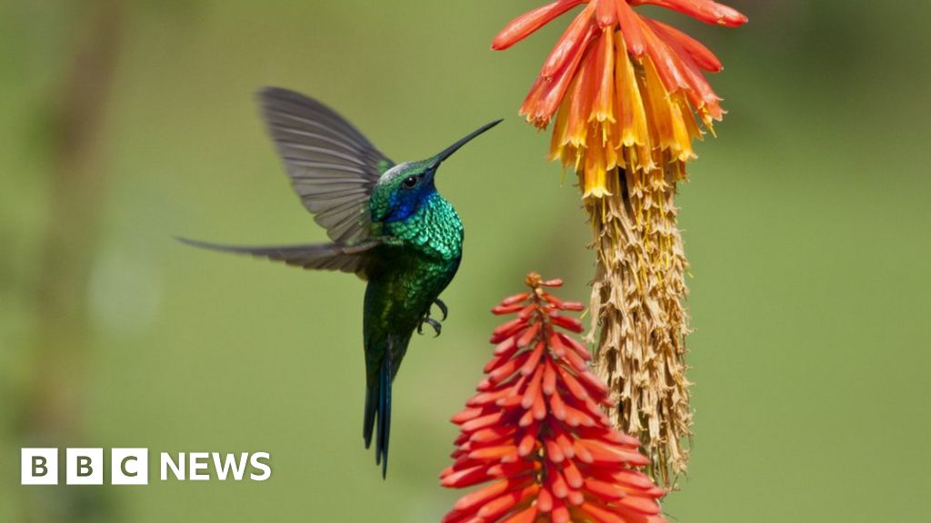 COP16: What is biodiversity and how are we protecting it?