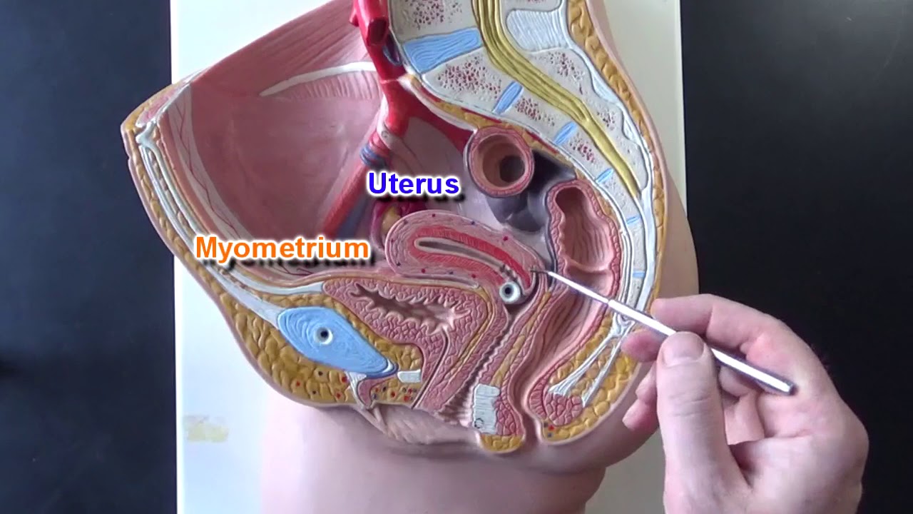 Female Reproductive System Model