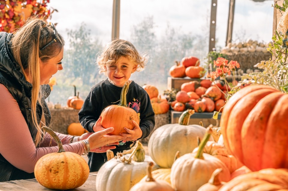 Cotswold Farm Park offers family-friendly pumpkin picking