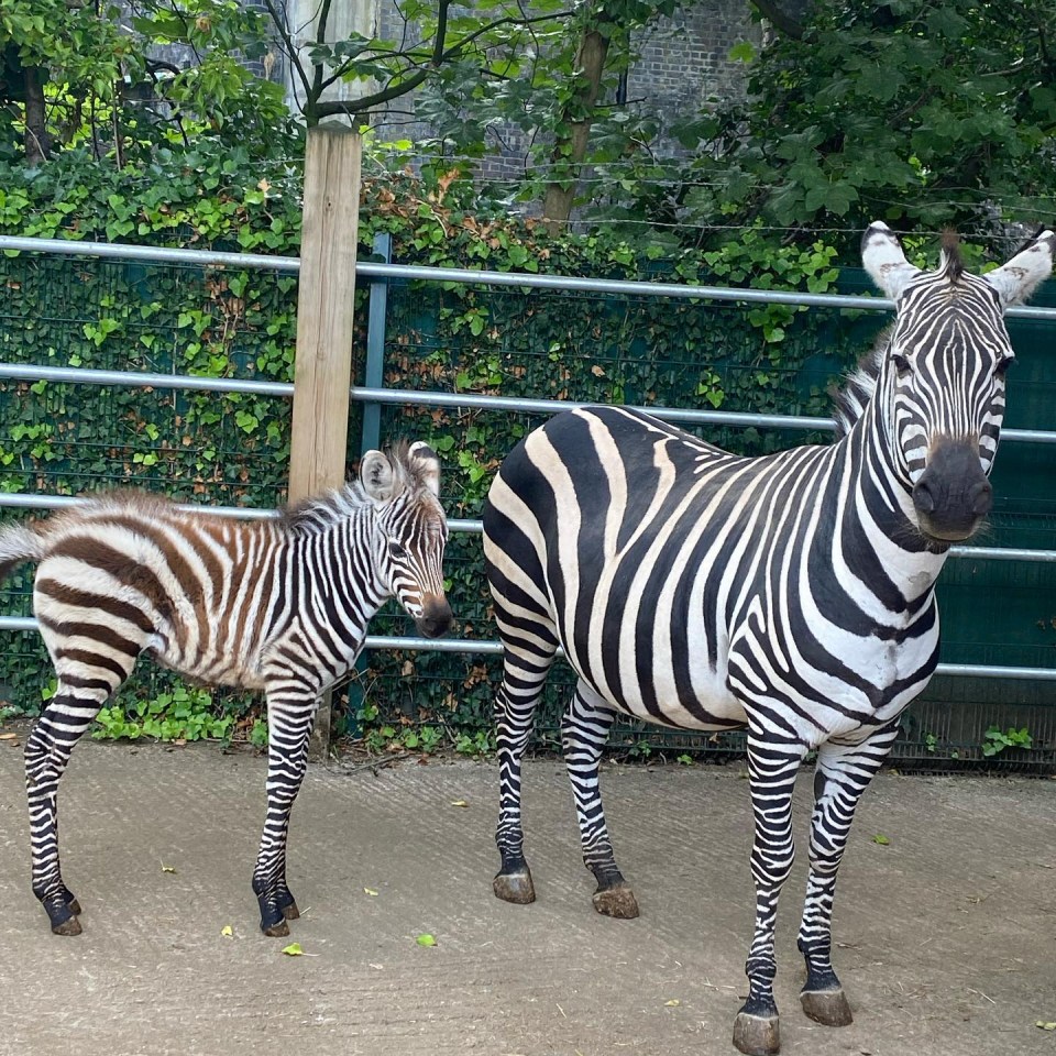 Cassiobury Farm has been home to many exotic animals including wallabies