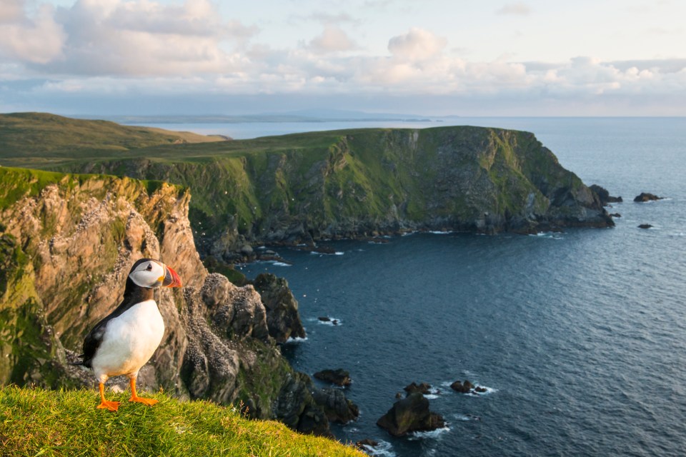 The islands are one of the best places in the world to see whales and are also home to other interesting wildlife, like puffins