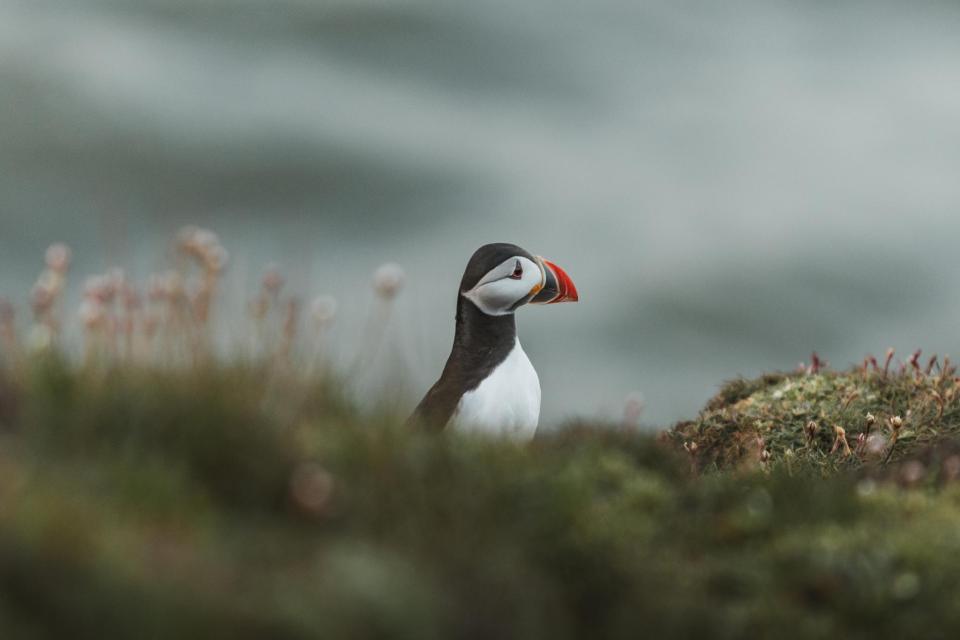 Puffins, dolphins, seals and owls all make seasonal homes here on the Yorkshire Coast