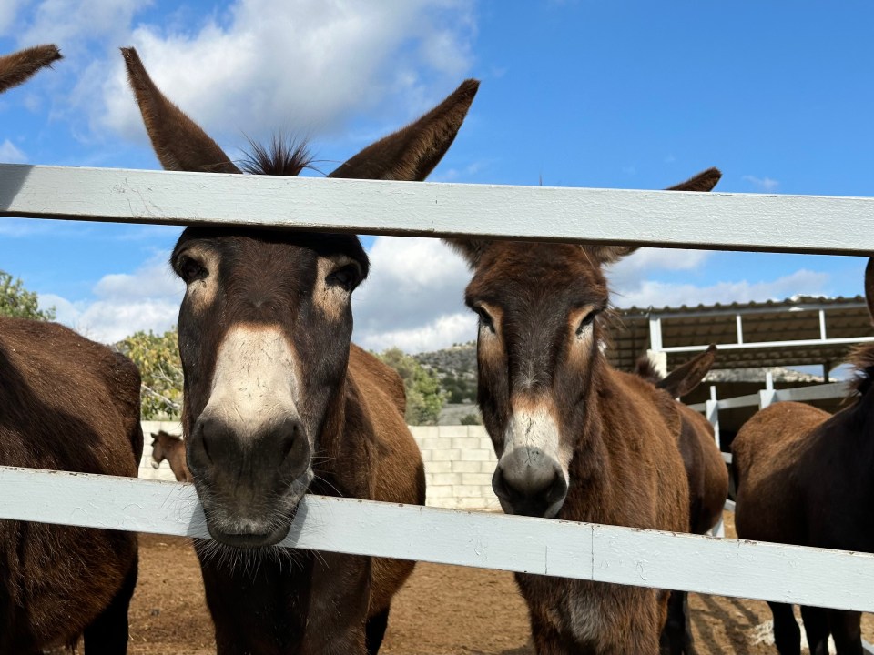 Make some new friends at Golden Donkeys Farm, one of Europe’s biggest sanctuaries for the animals