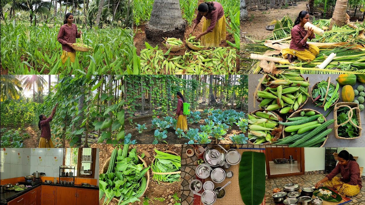 கிளி குருவி சாப்பிட்டது போக கருது🌽அறுவடை முடிந்ததுங்க/One day routine of village women's/lunch menu