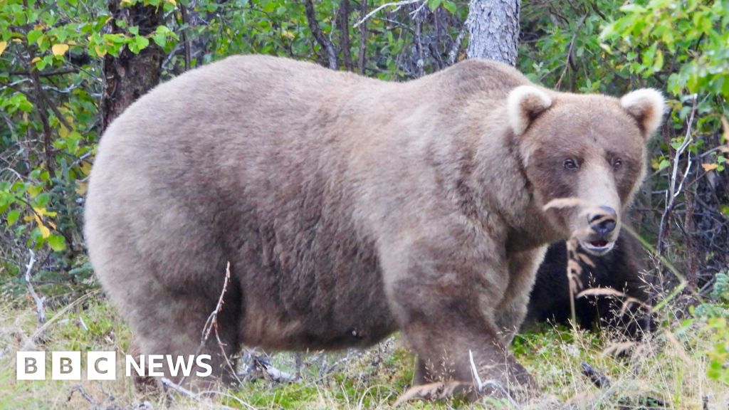 Mama bear beats rival who killed her cub to become winner