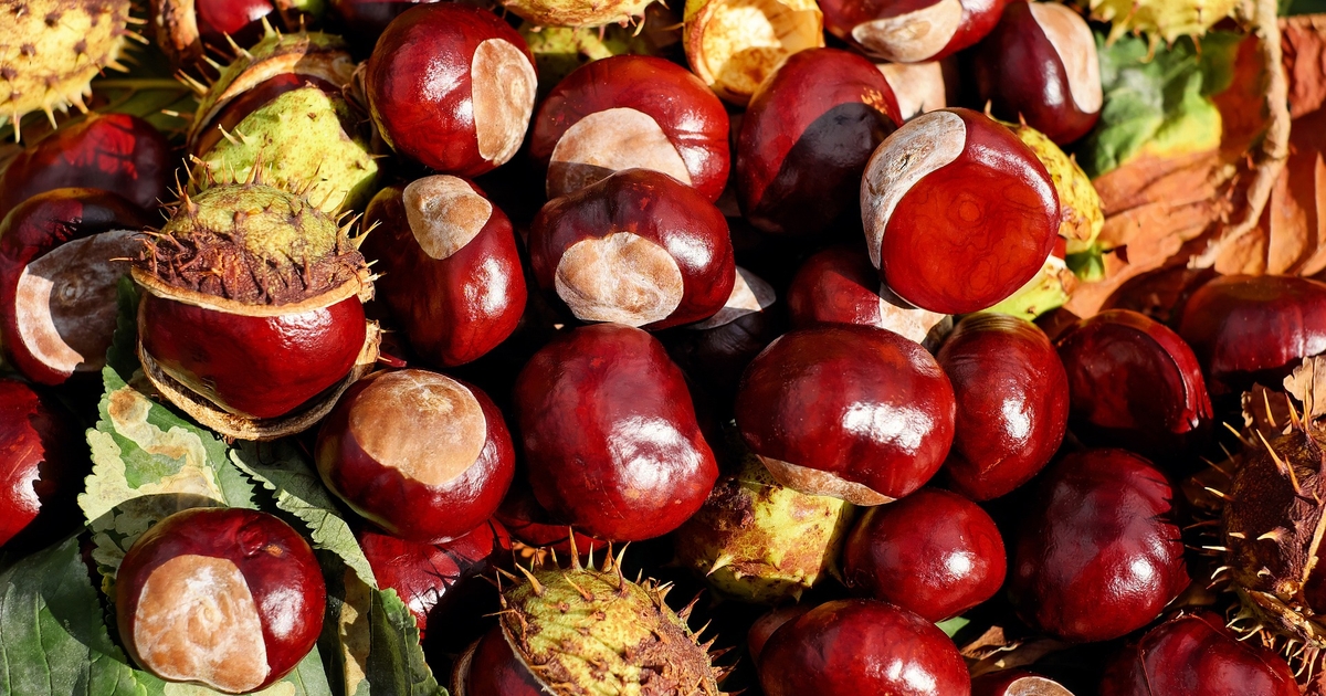 How Chestnuts Can Be Used in the Household