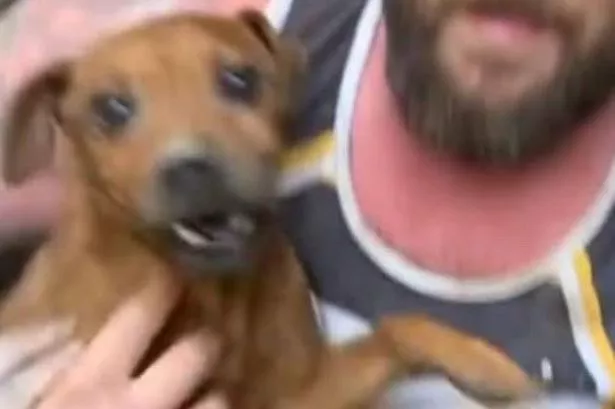 Watch incredible moment Rose the dog is pulled from Halifax rock after being trapped for 8 days