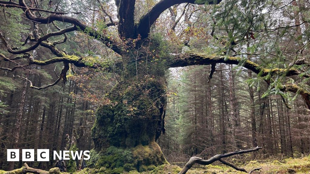 Lochaber's Skipinnish Oak wins UK Tree of the Year