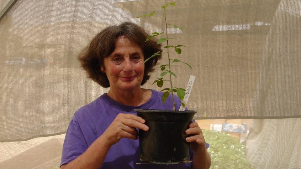 Lost biblical plant with medicinal properties resurrected from 1,000-year-old seed