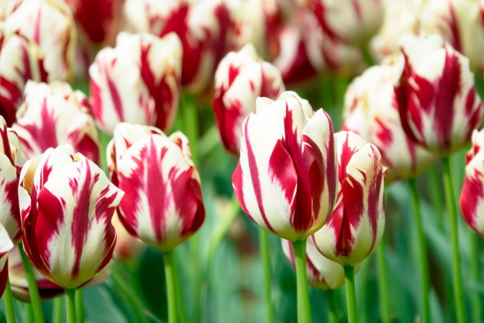 A group of flowers have cream petals with bright-red markings