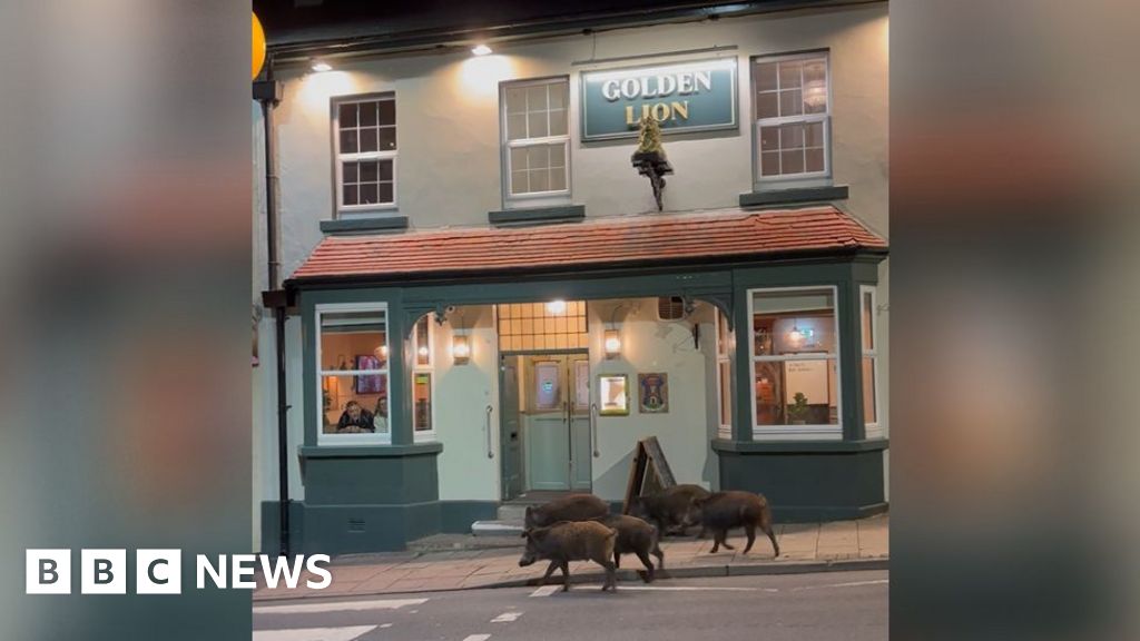 Wild boar spotted outside Forest of Dean pub