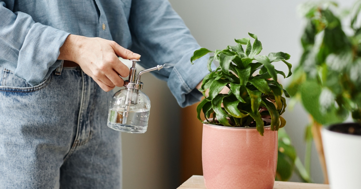 Struggling to Water Plants Correctly? Try This Ice Cube Hack