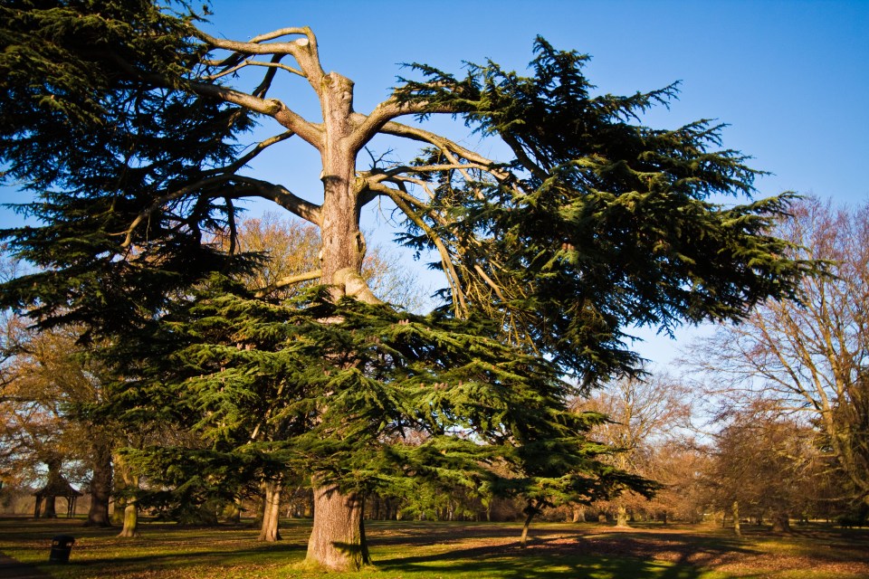 Cassiobury Park is an award winning park, with a vast green open space and lots of facilities