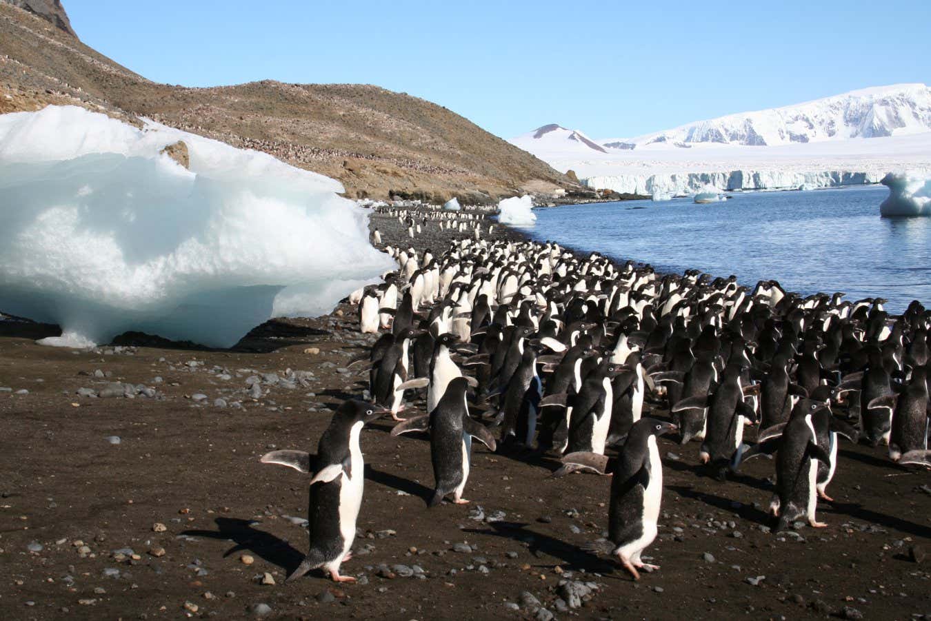 AI can use tourist photos to help track Antarctica’s penguins