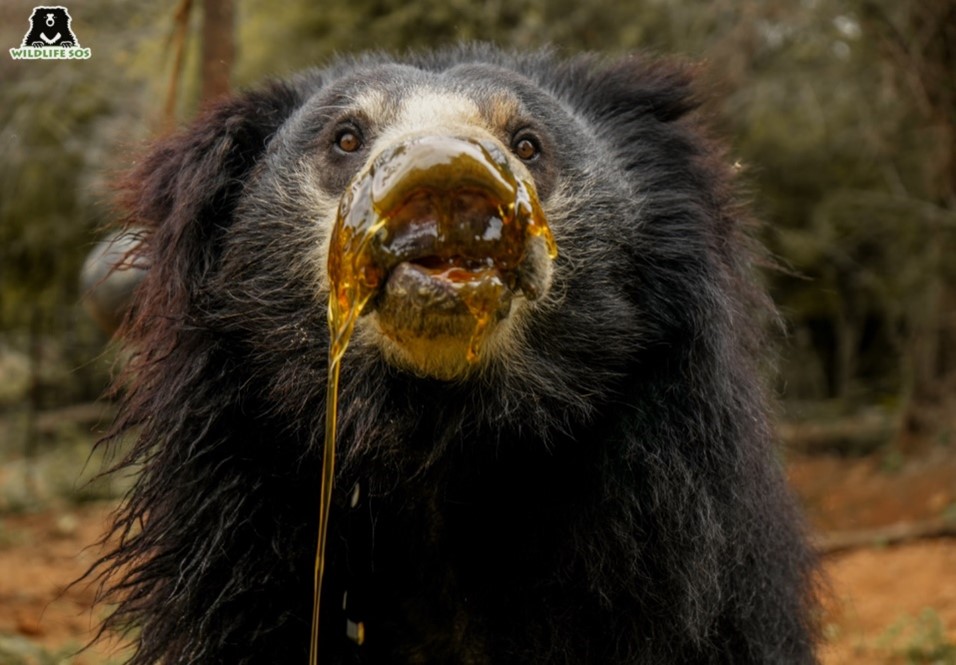 Sloth Bears Celebrate their Day with Sweet As Honey Tribute to Animal Rescue, Resilience and Recovery