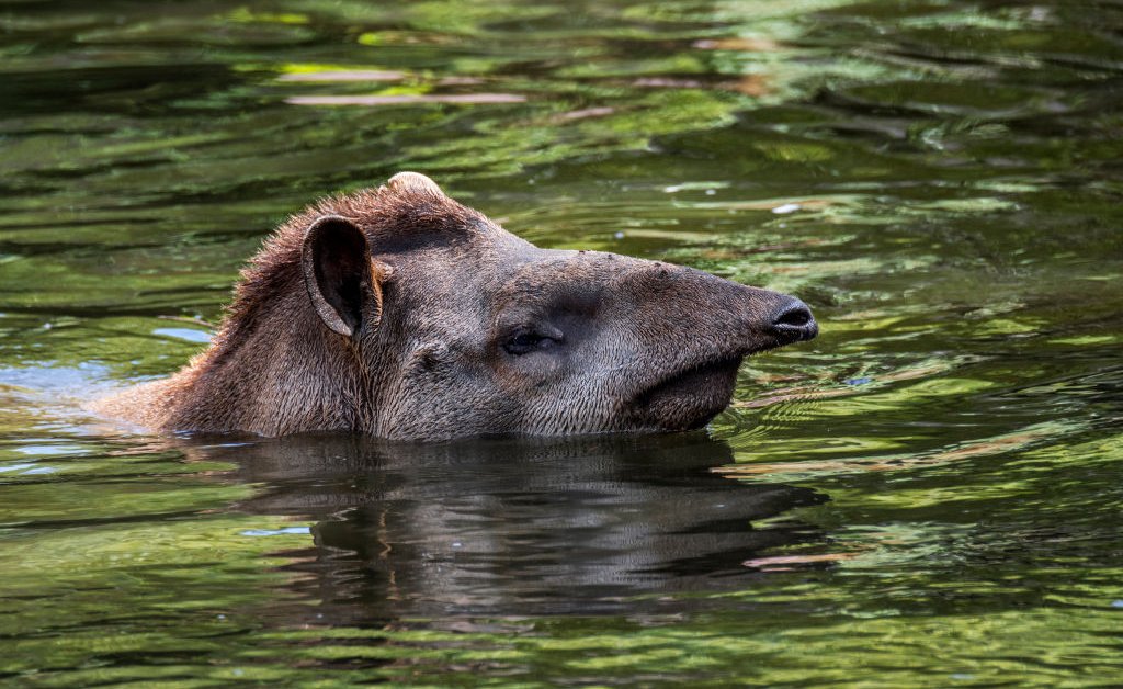 We Must Save Earth's Wildlife In Order to Save Ourselves