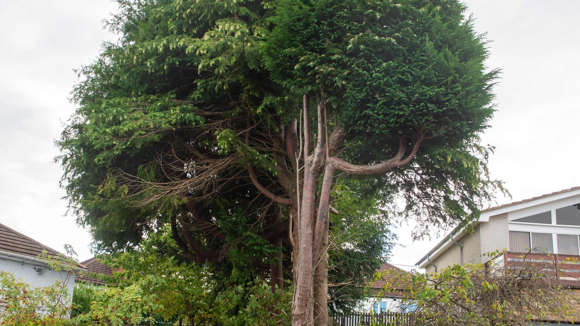 We HATE our neighbours' huge 20ft trees - they're an eyesore, block our views from posh homes and we want them gone NOW