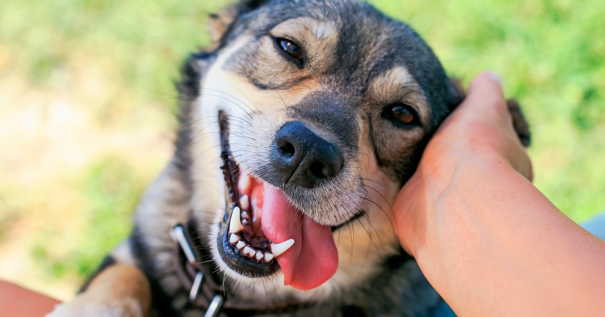 The Best Way to Talk to Your Dog, According to Science