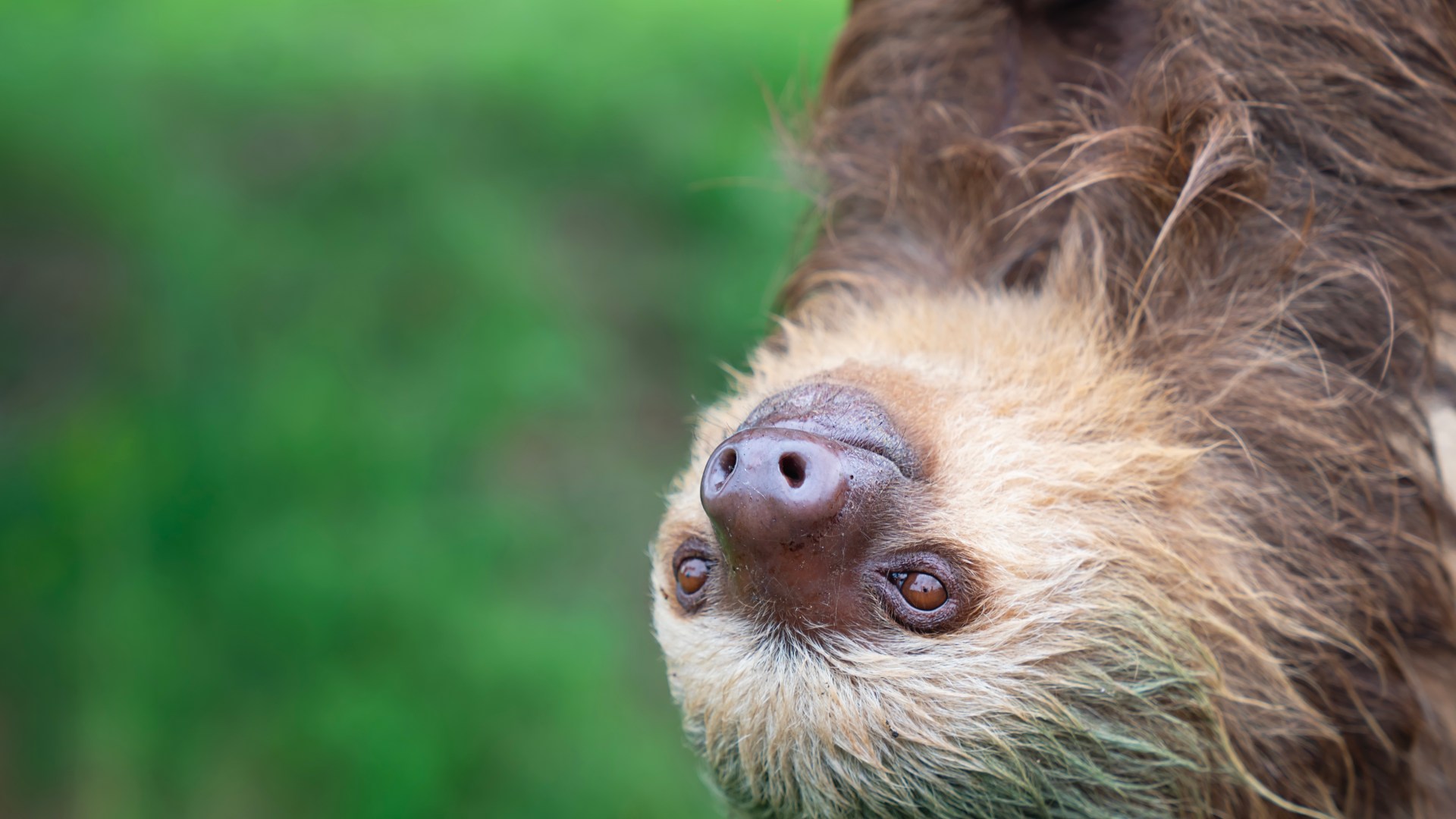 Brain-swelling 'sloth' fever could be caught via SEX as cases detected in Europe for first time