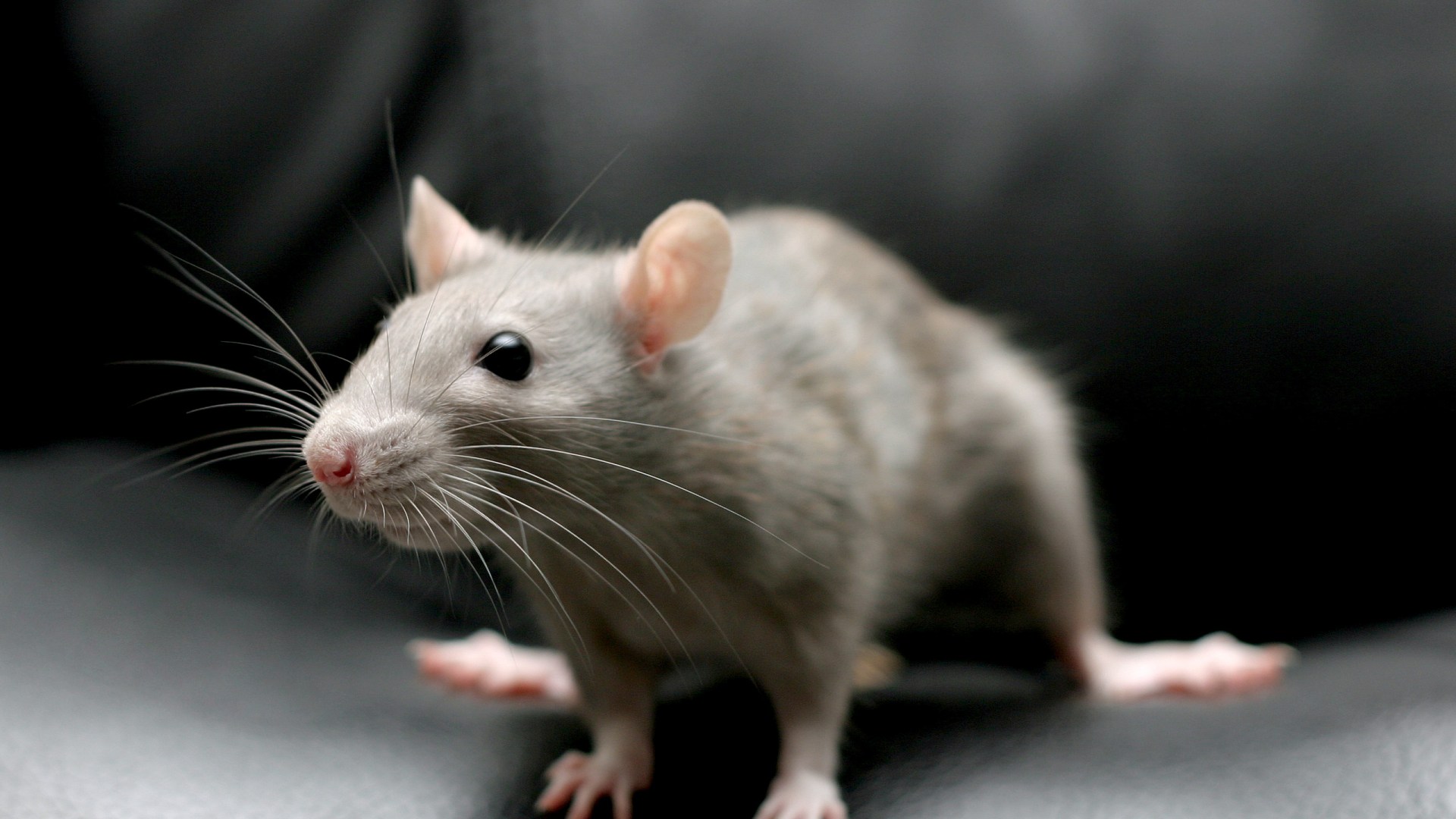 From pet rats to an itchy dog - your pet queries answered