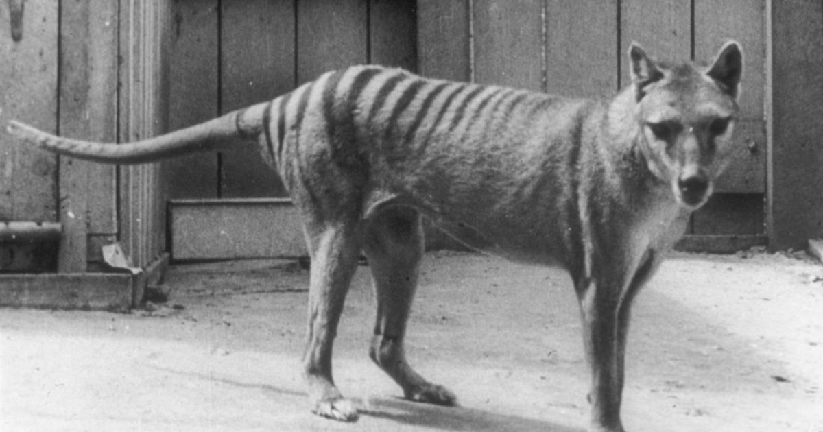 Scientists say they've made a breakthrough in efforts to bring back the extinct Tasmanian tiger