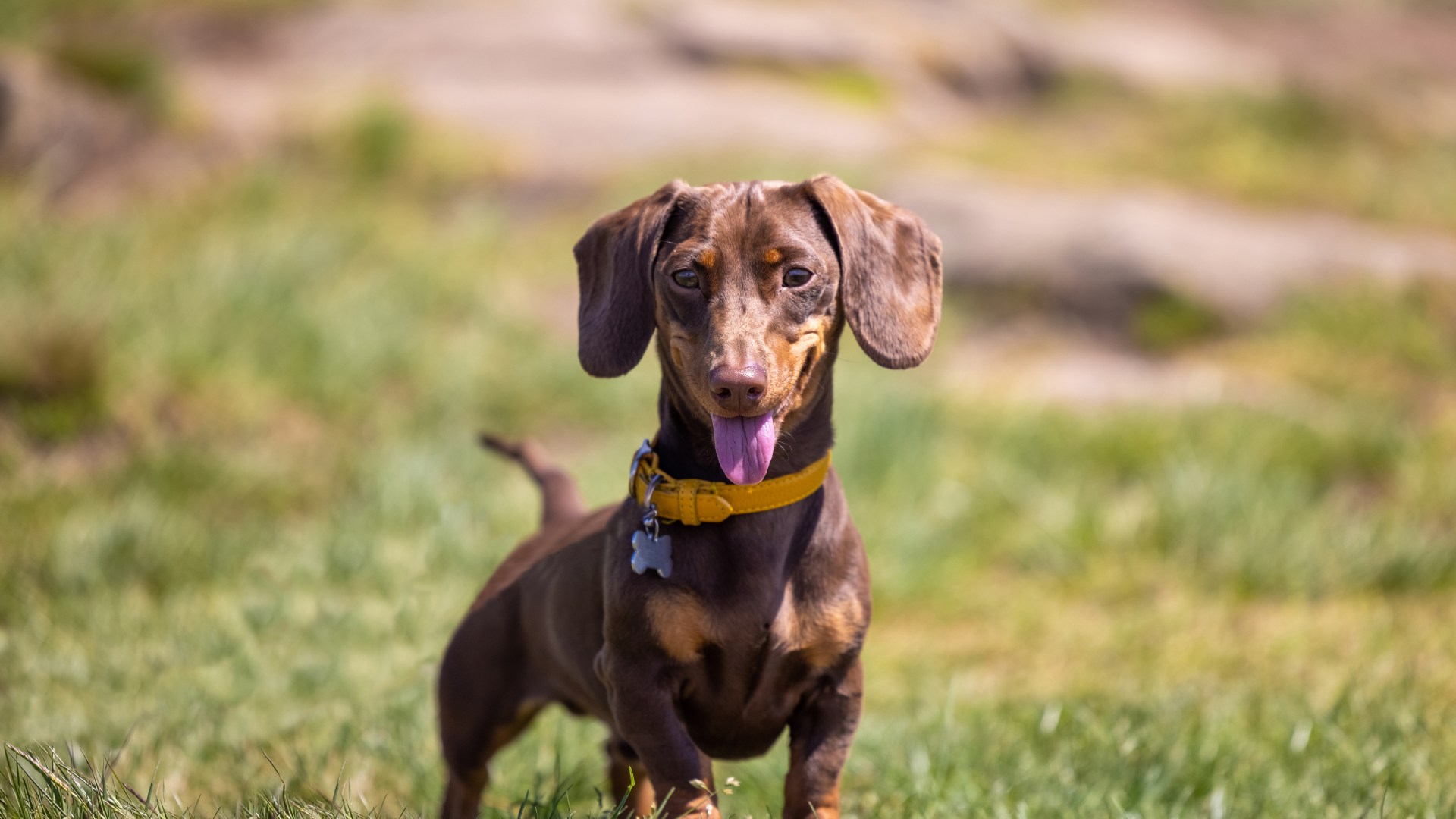 From an undernourished stray cat to a young dachshund - your pet queries answered