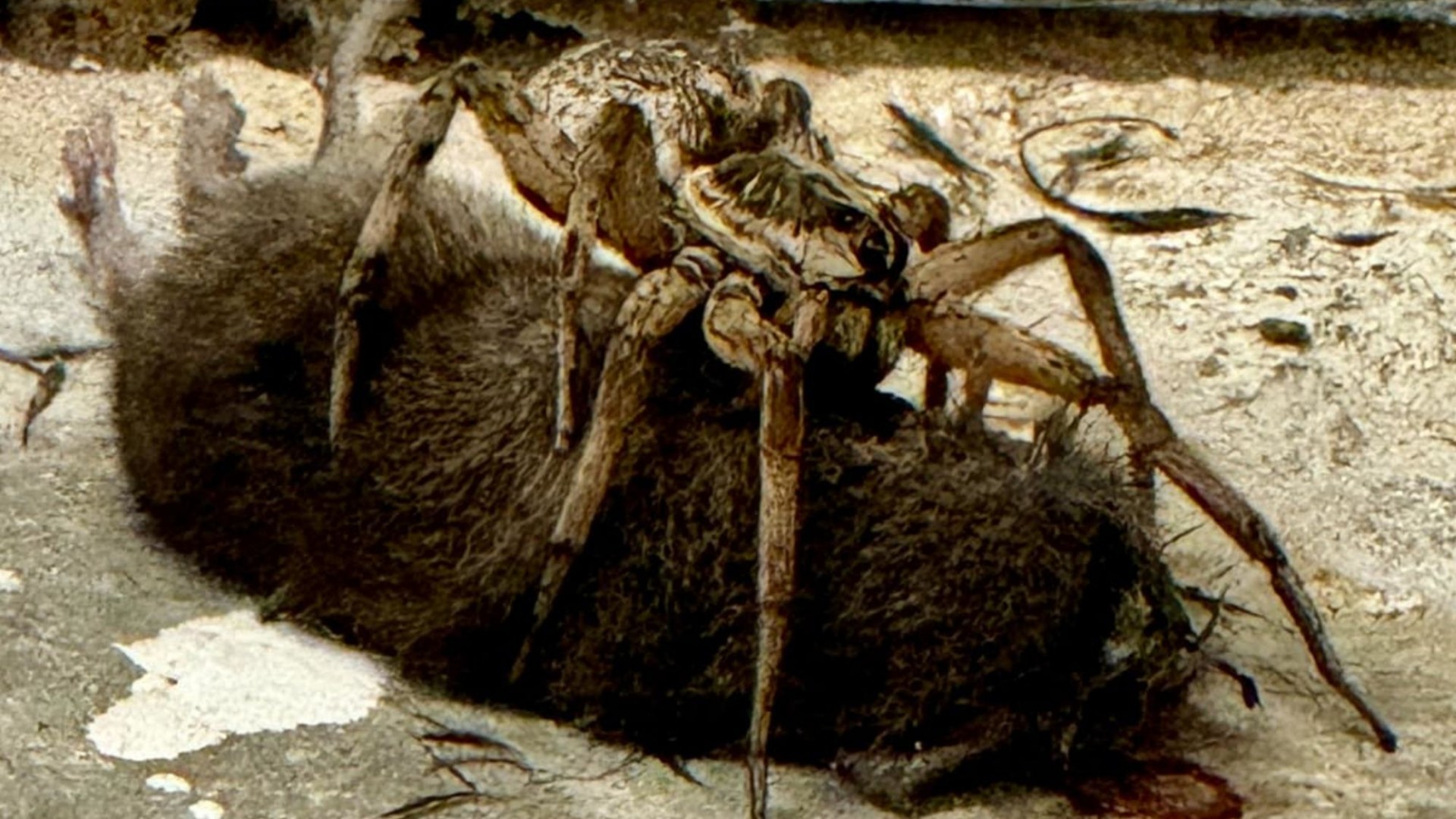 Stomach-churning moment monster giant ‘wolf spider’ devours MOUSE on mum’s doorstep leaving her in ‘horrified awe’