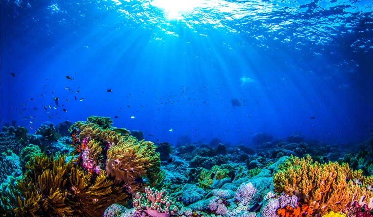 What you need to know about 'global threat to oceans' impacting reefs- The Week