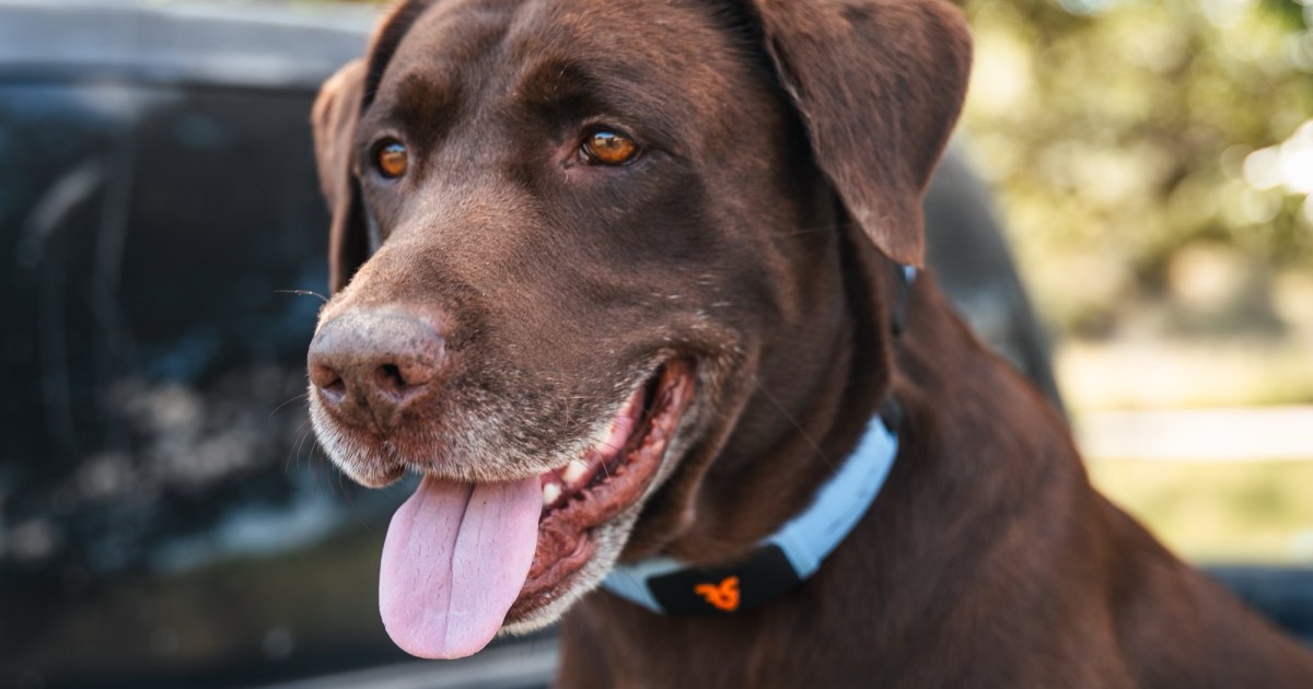 I watched an AI collar make a dog talk, and it was unreal