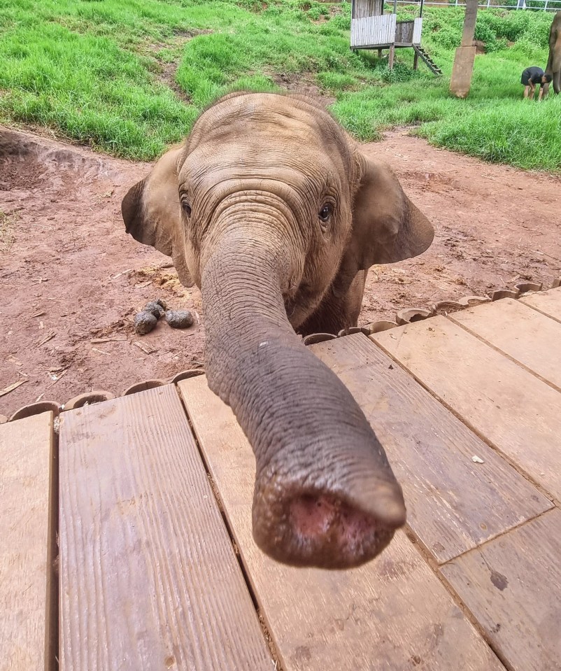 Get up close and personal at the elephant sanctuary