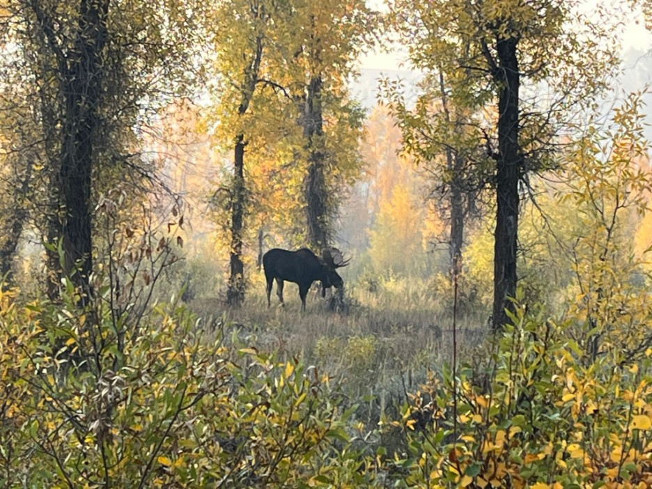 A moose at Gros Ventre campsite near Jackson