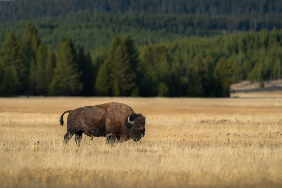 A bison on October 9, 2024 in Yellowstone National Park, Wyoming. (Photo by Qian Weizhong/VCG via Getty Images)