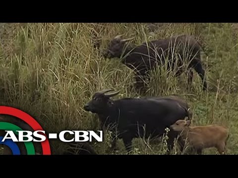 TV Patrol: Tamaraw Conservation Program, sinimulan sa Mindoro