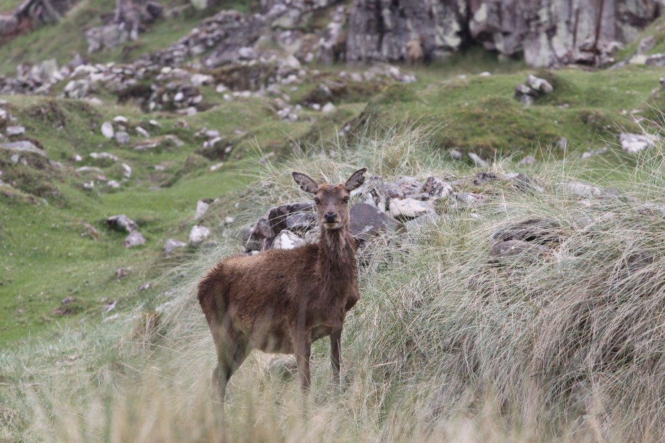 The Scottish island is known for its population of red deer, with the majestic animals outnumbering residents by hundreds