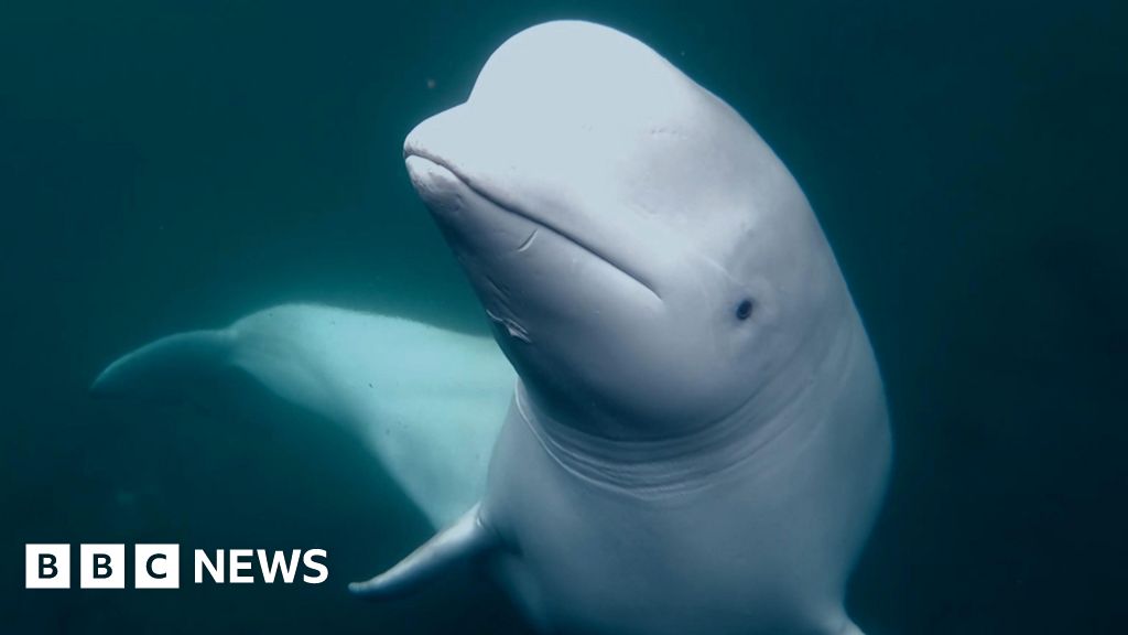 Beluga whale was Russian military asset