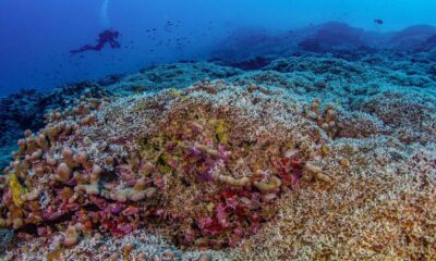 Scientists say they've discovered the world's biggest coral, so huge it was mistaken for a shipwreck