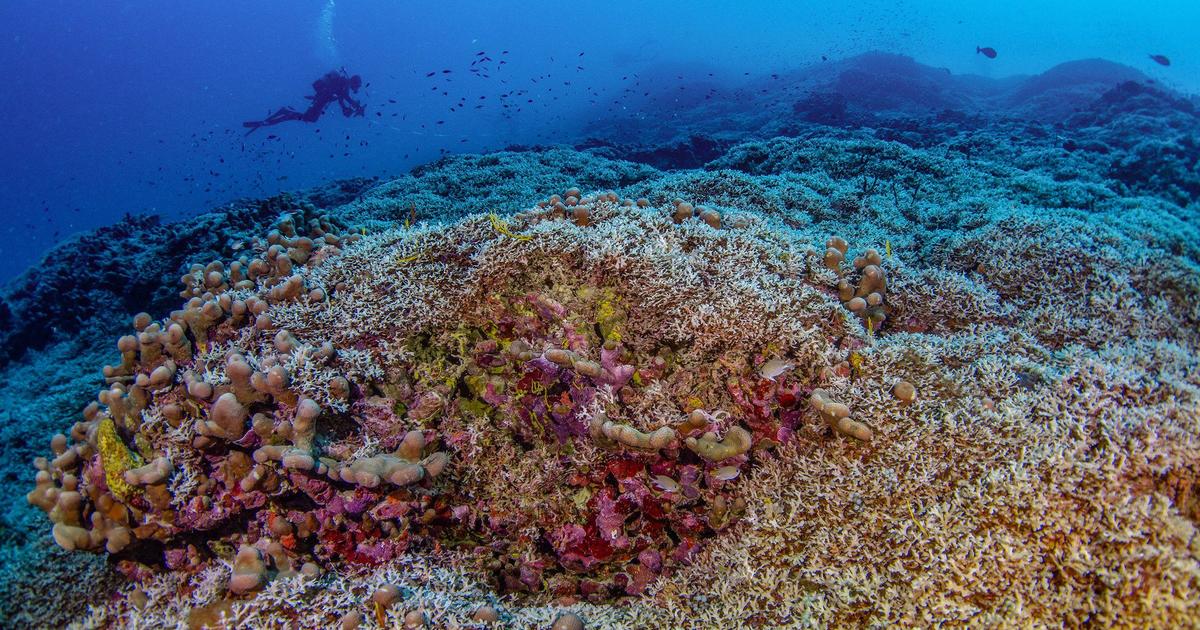 Scientists say they've discovered the world's biggest coral, so huge it was mistaken for a shipwreck