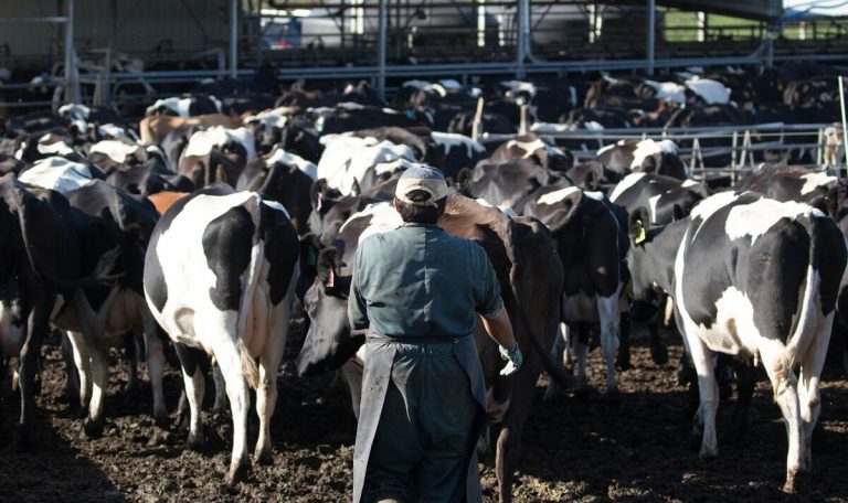 What to Know About Bird Flu After the First US Death